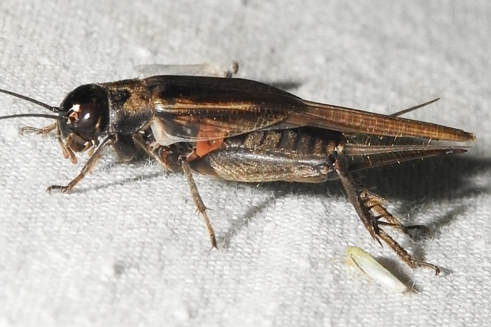Eumodicogryllus bordigalensis - bordói tücsök