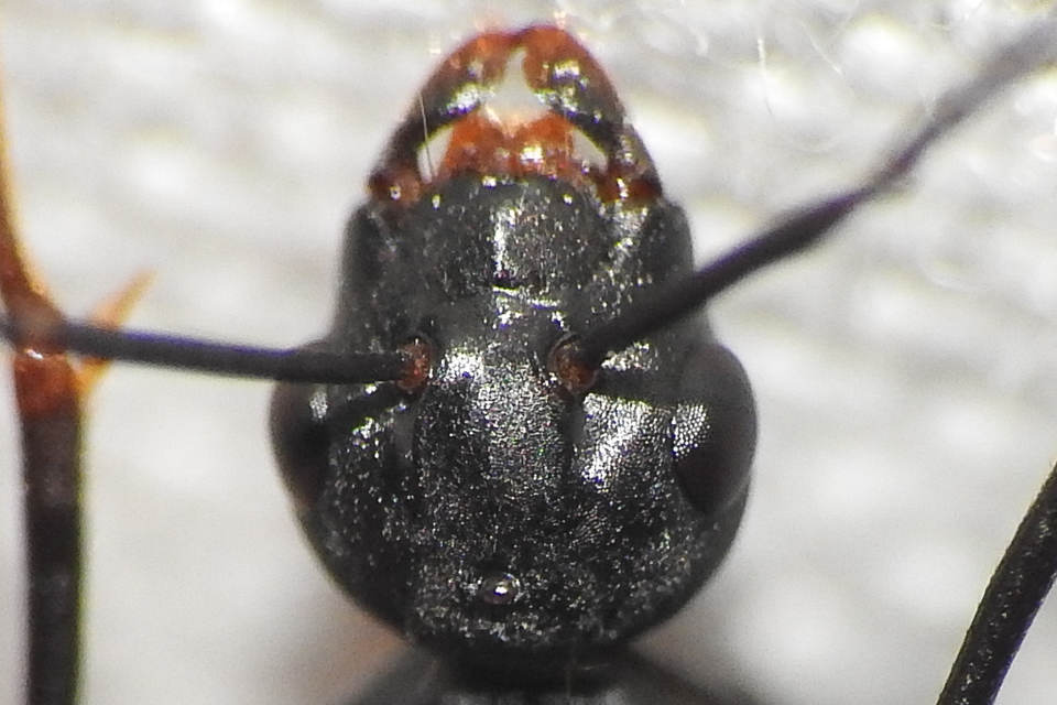 Camponotus vagus - fekete lóhangya