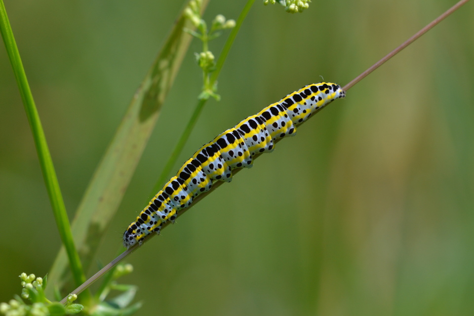 Calophasia lunula - gyújtoványfű-apróbagoly