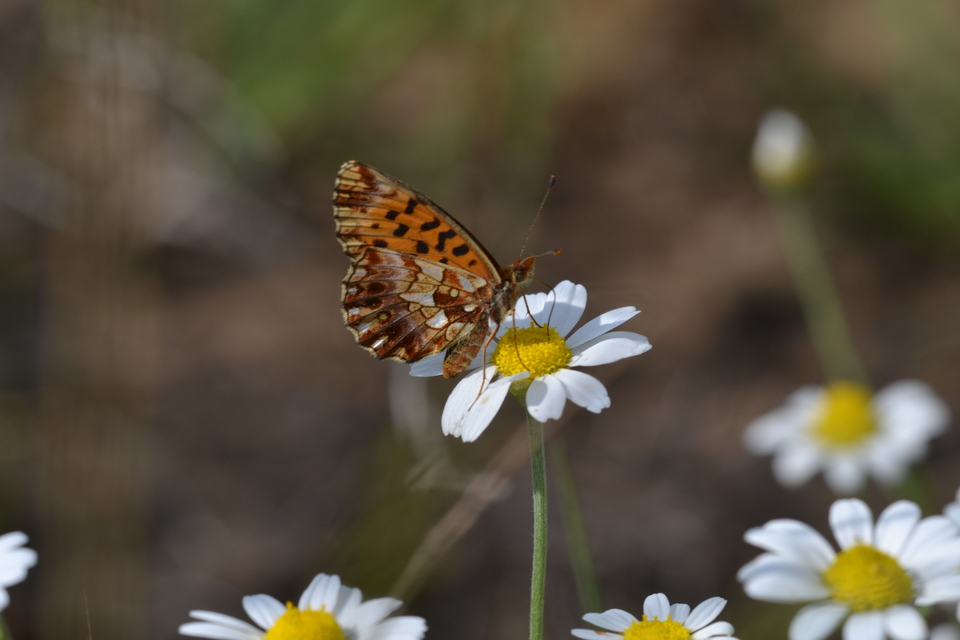 Boloria dia - kis gyöngyházlepke