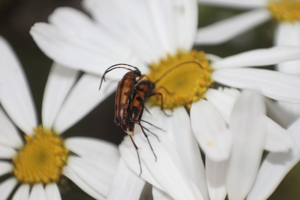 Stenurella septempunctata - hétpettyes karcsúcincér