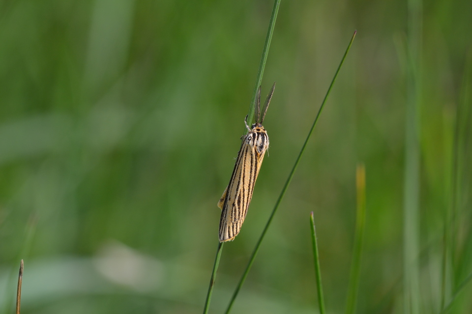 Spiris striata - csíkos molyszövő