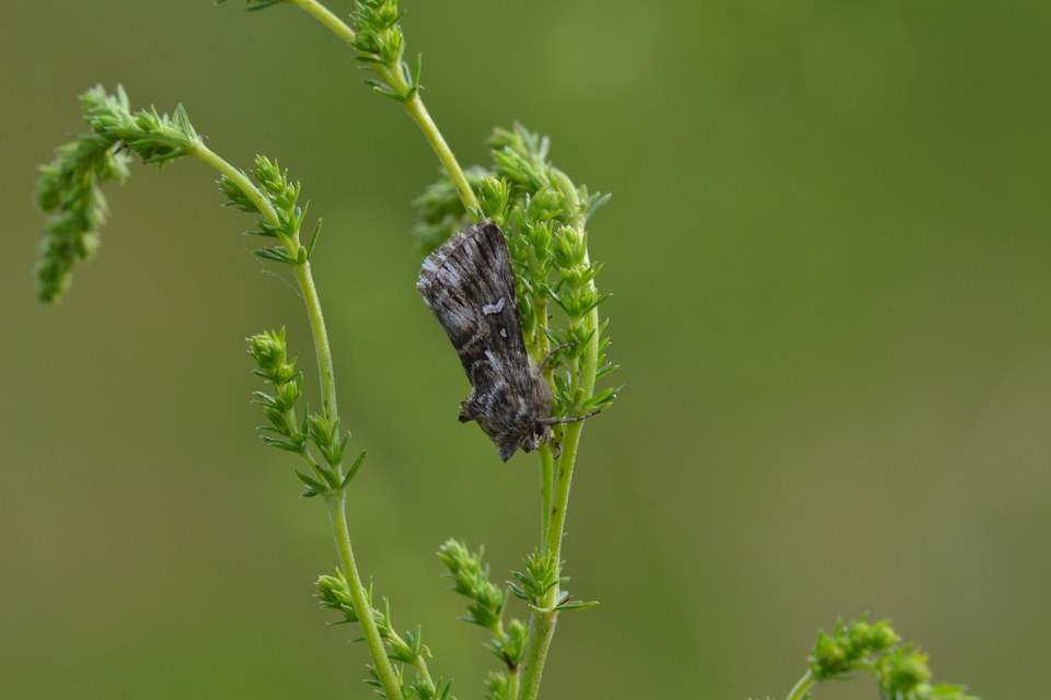 Calophasia lunula - gyújtoványfű-apróbagoly