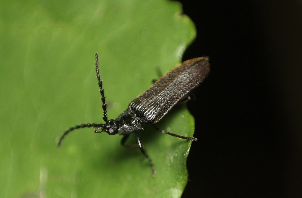 Omalisus fontisbellaquaei - közönséges álhajnalbogár