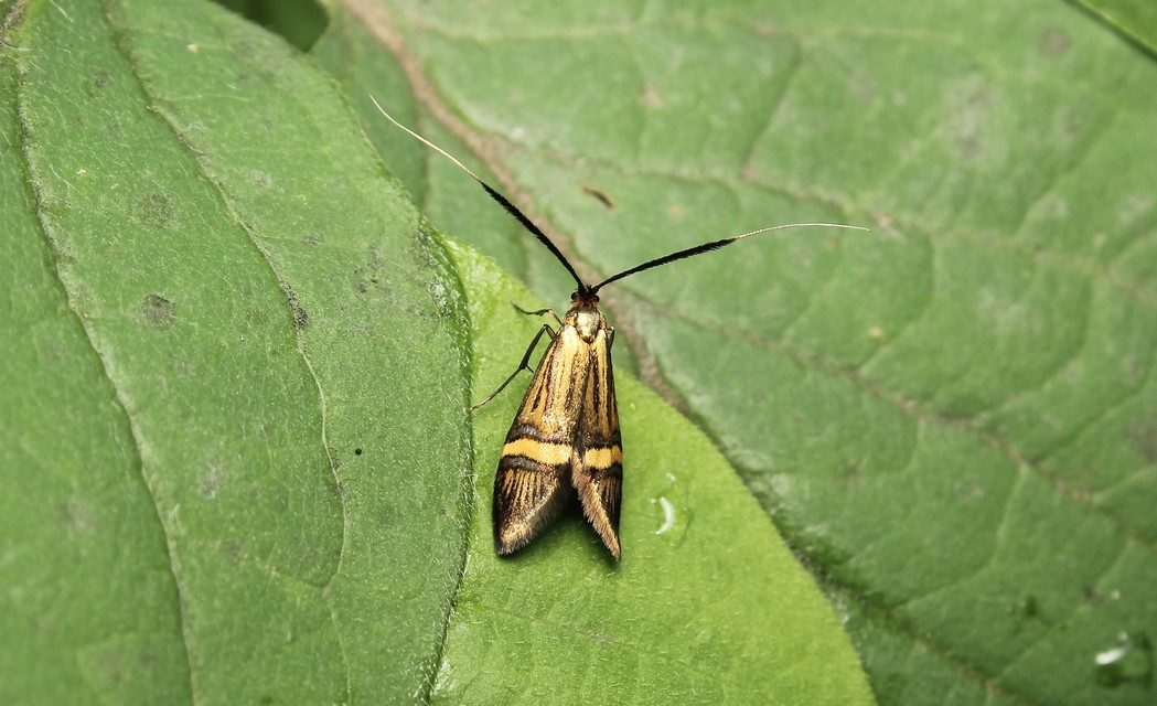 Nemophora degeerella - pompás tőrösmoly