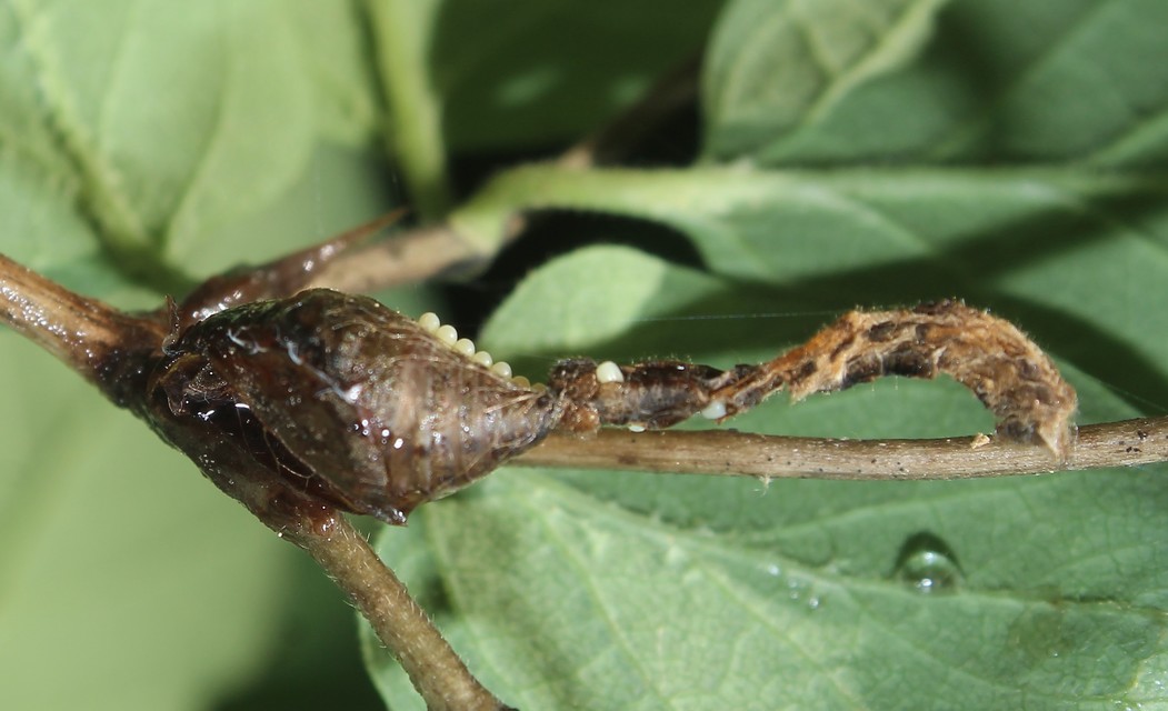 Apeira syringaria - orgona-araszoló
