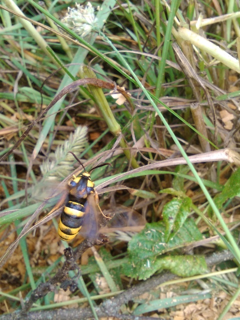 Sesia apiformis - darázslepke