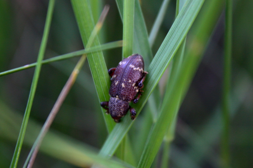 Hylobius transversovittatus - füzény-fenyvesormányos