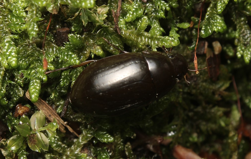 Hydrochara flavipes - sárgalábú csibor