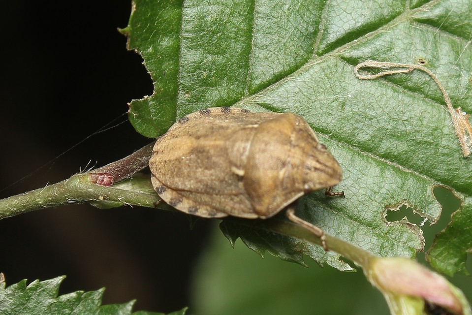 Eurygaster