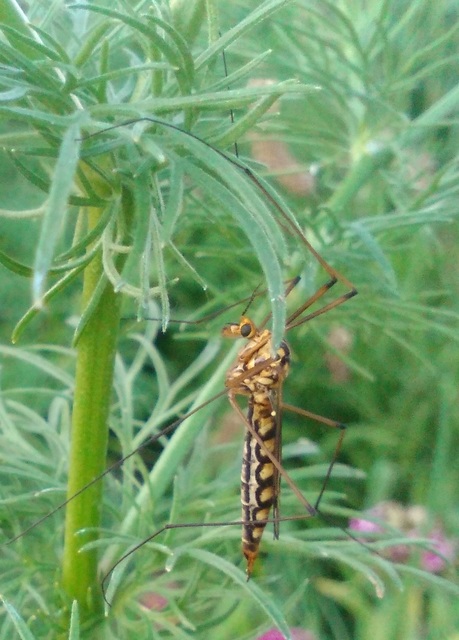 Nephrotoma scalaris