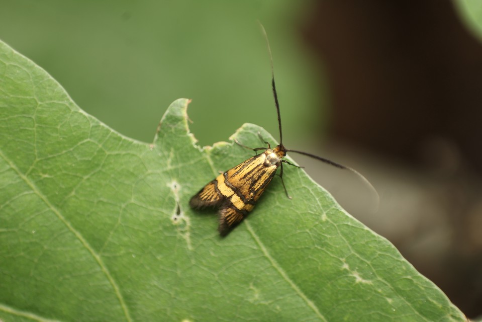 Nemophora degeerella - pompás tőrösmoly