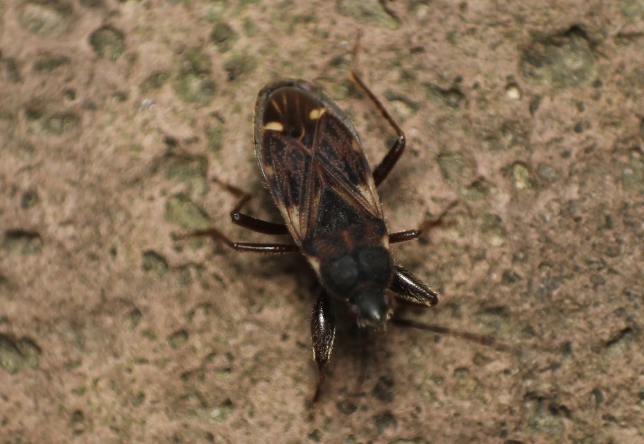 Eremocoris podagricus - gyakori avarbodobács