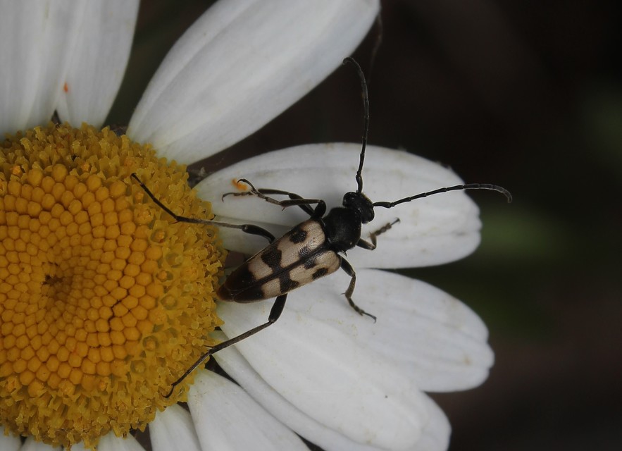 Pachytodes erraticus - rajzos virágcincér