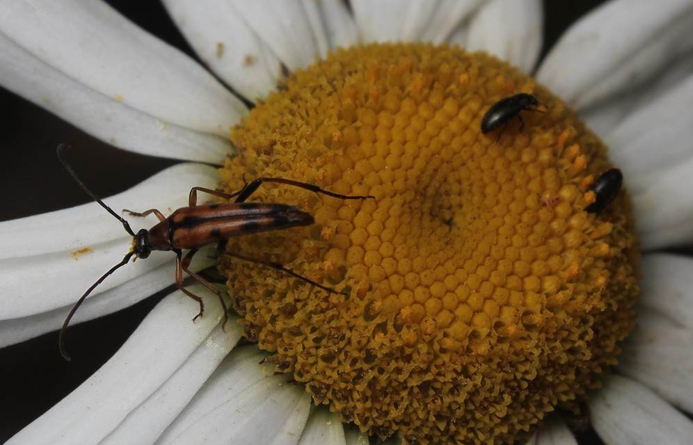 Stenurella septempunctata - hétpettyes karcsúcincér