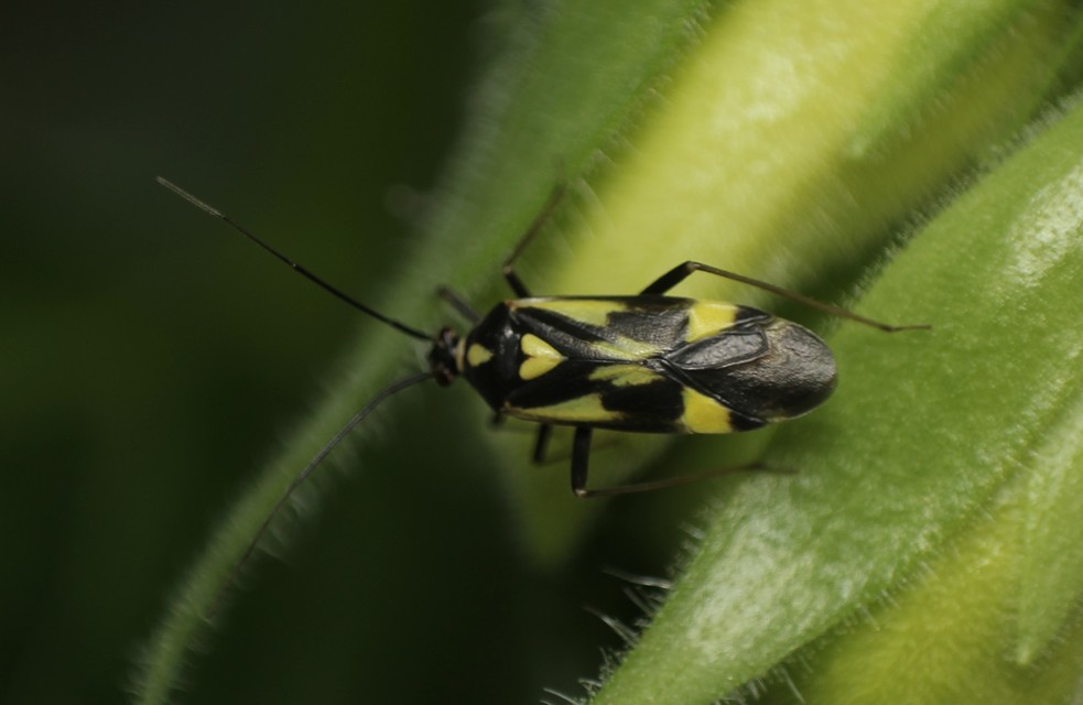 Grypocoris sexguttatus - hatpettyes díszpoloska Grypocoris sexguttatus - hatpettyes díszpoloska