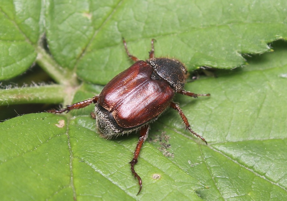 Hoplia philanthus