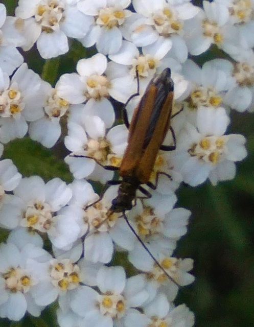 Oedemera femorata - sárgahátú álcincér