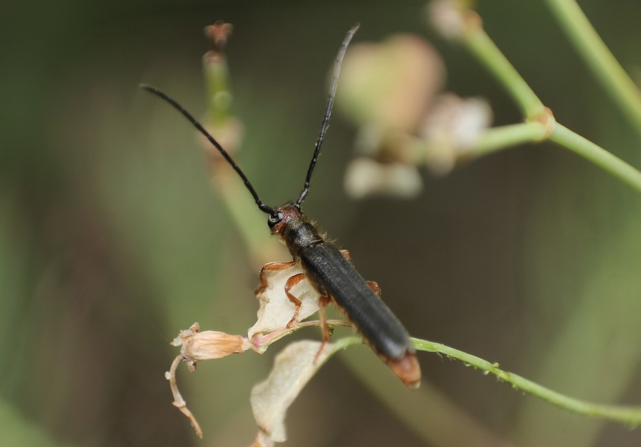 Oberea erythrocephala - pirosfejű kutyatejcincér