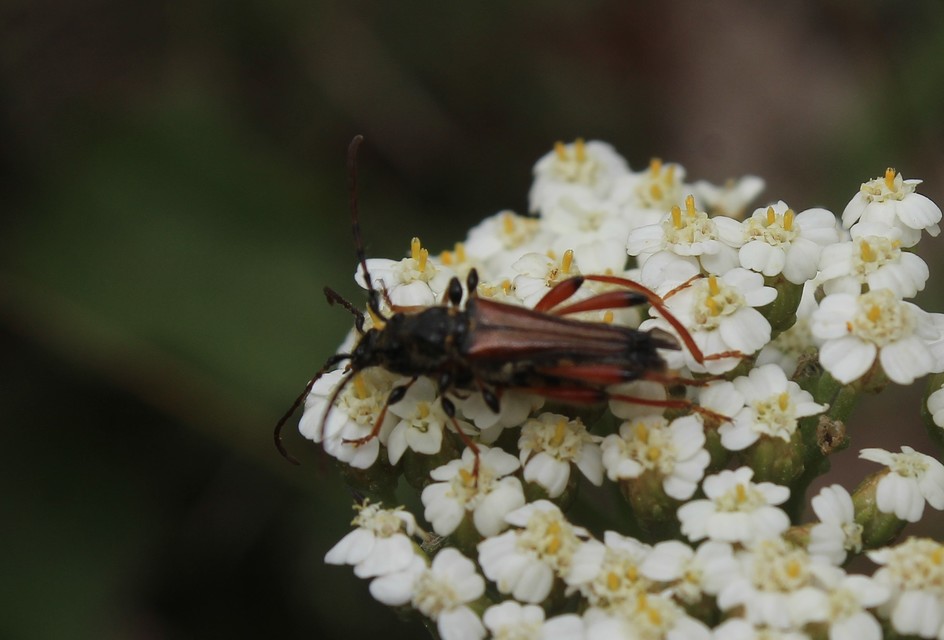Stenopterus rufus - tarkacsápú keskenyfedőscincér