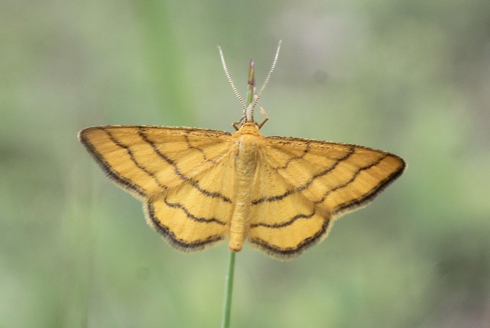 Idaea aureolaria - aranyos sávosaraszoló