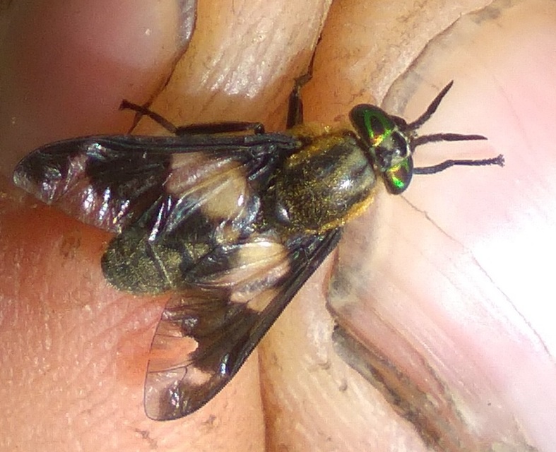 Chrysops