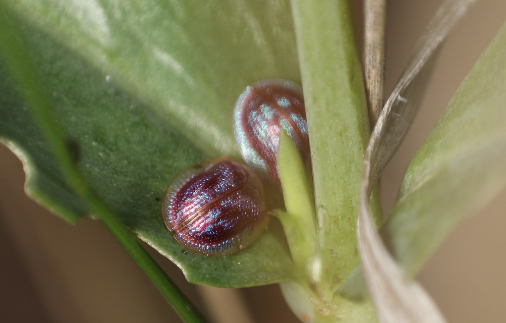 Cassida azurea - ezüstfényű pajzsbogár Cassida azurea - ezüstfényű pajzsbogár