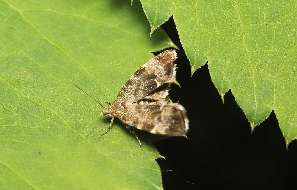 Anthophila fabriciana - lápréti levélmoly