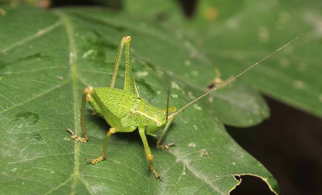 Barbitistes constrictus - északi málnaszöcske