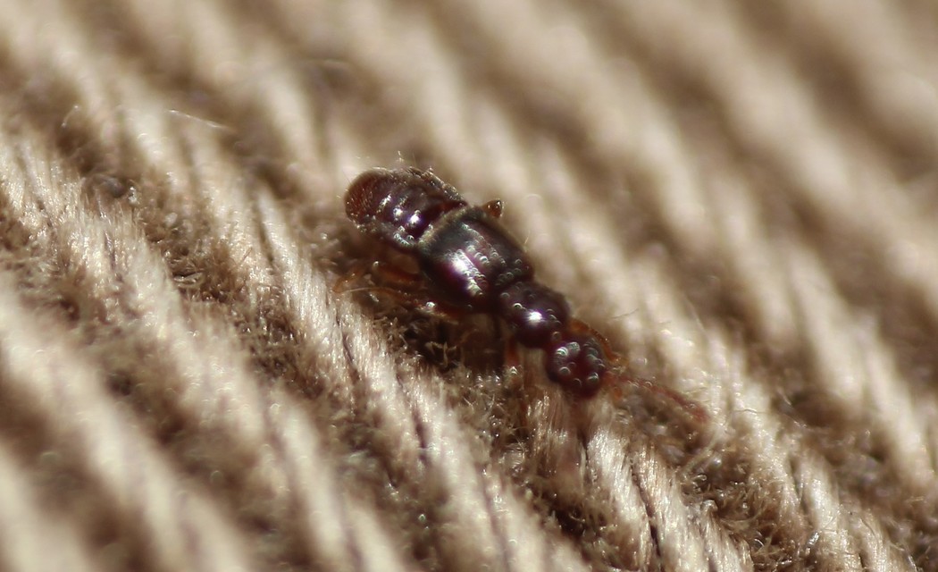 Euplectus