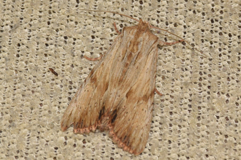 Apamea lithoxylaea - fakó dudvabagoly