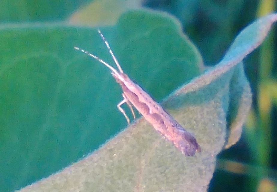 Plutella xylostella - káposztamoly