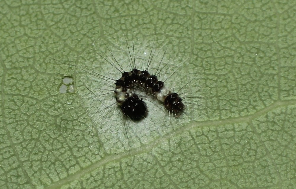 Acronicta megacephala - nagyfejű szigonyosbagoly