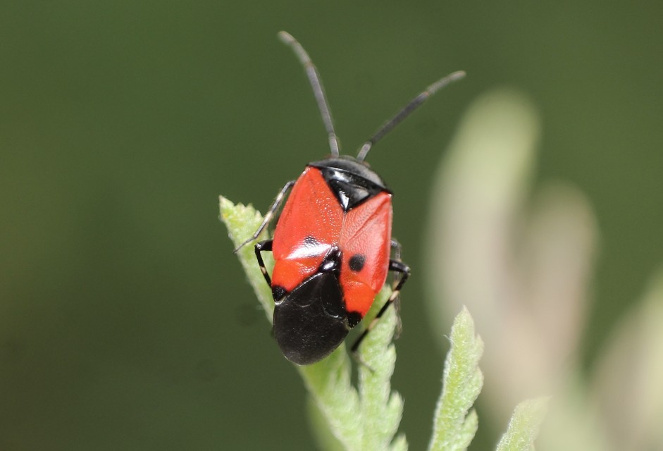 Deraeocoris rutilus - cinóber mezeipoloska