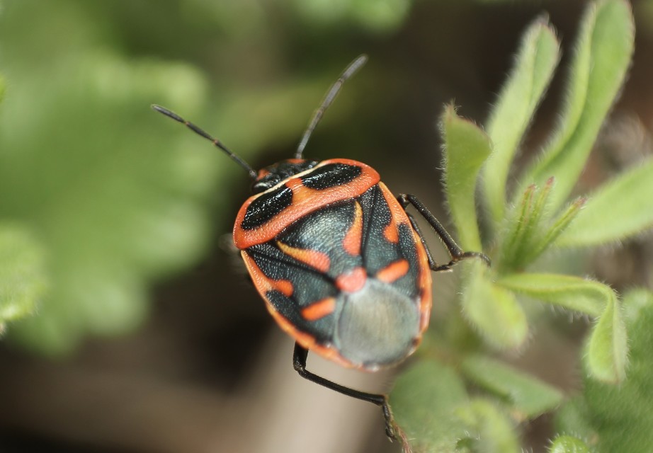 Eurydema fieberi - keresztespoloska Eurydema fieberi - keresztespoloska