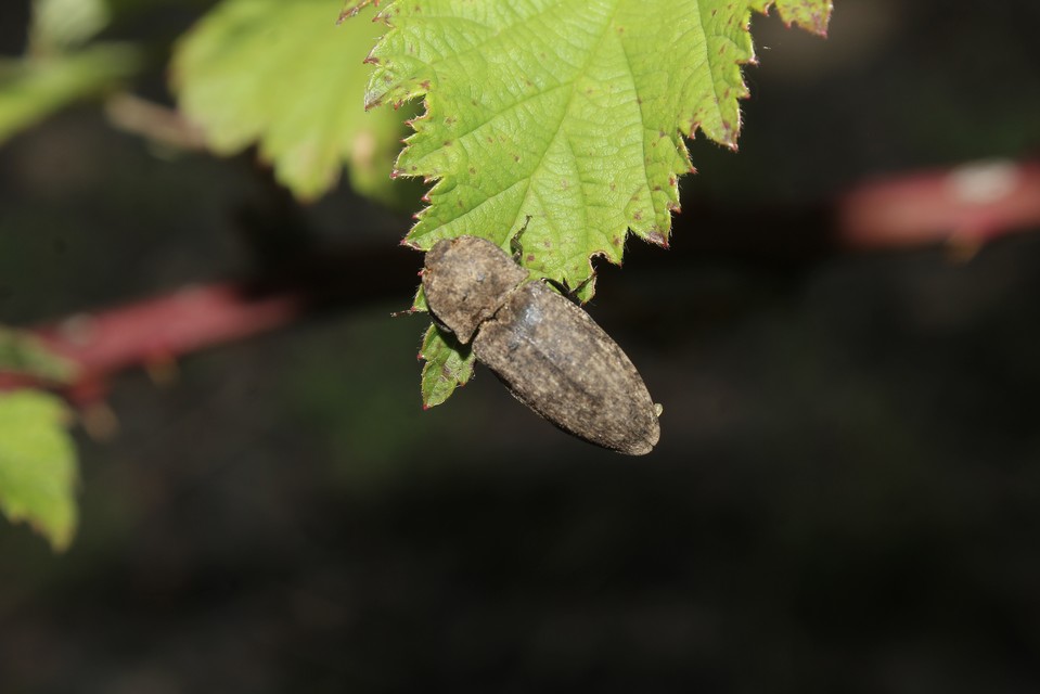 Agrypnus murinus - egérszínű pikkelyespattanó