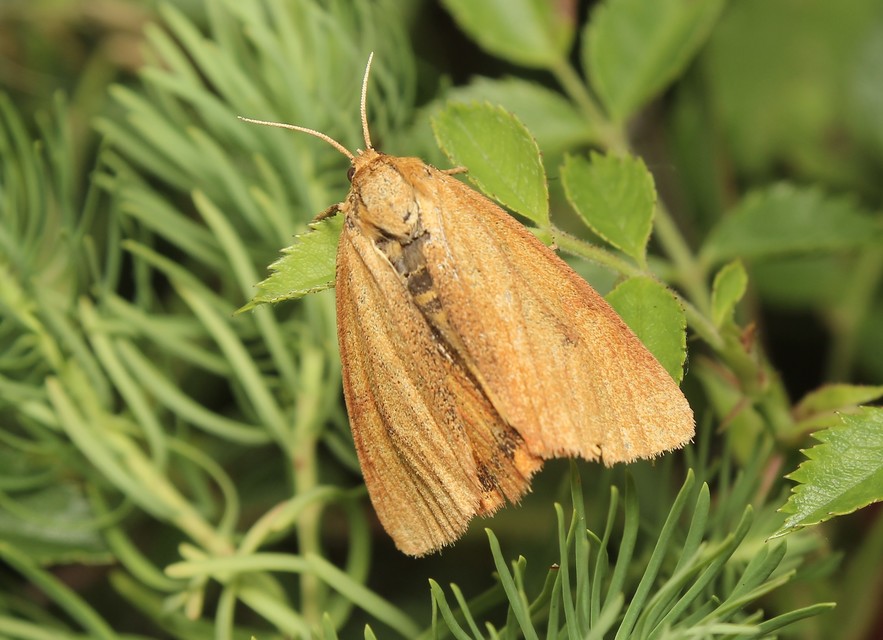 Diacrisia sannio - vörösszélű medvelepke