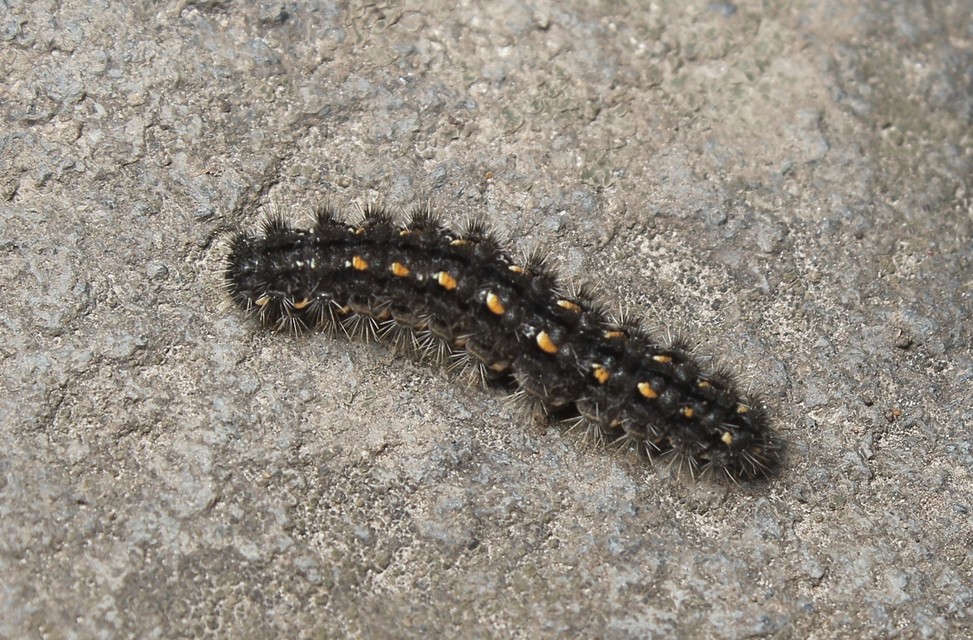 Eilema complana - közönséges zuzmószövő