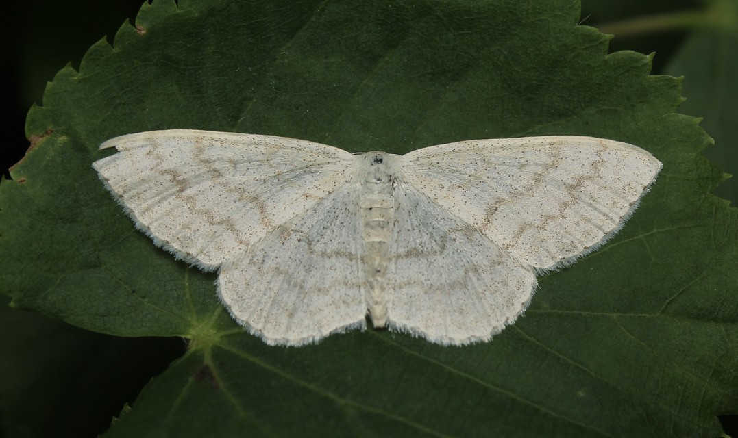 Scopula floslactata - tejfehér sávosaraszoló