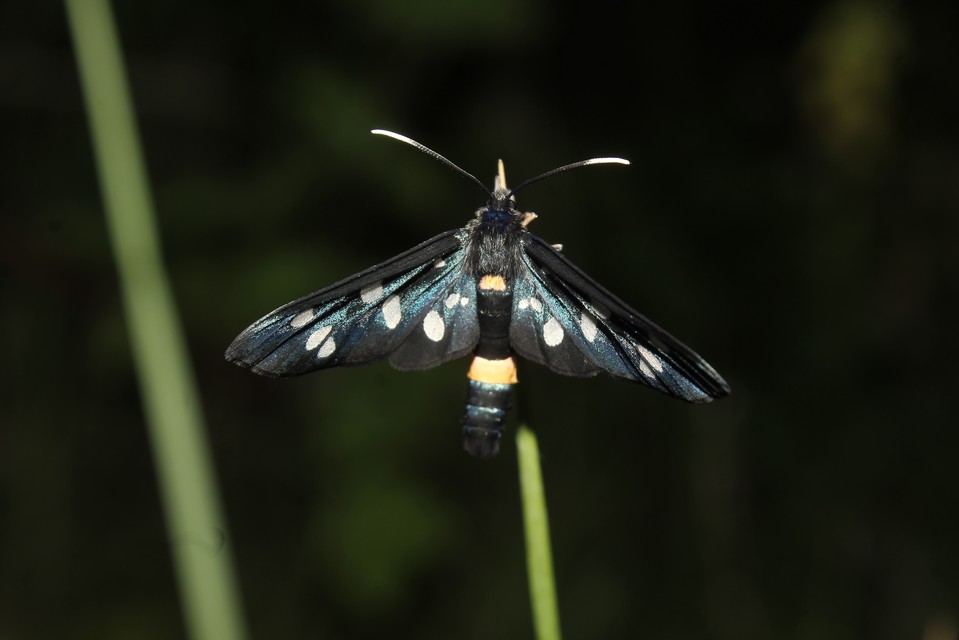 Amata phegea - fehérpettyes álcsüngőlepke