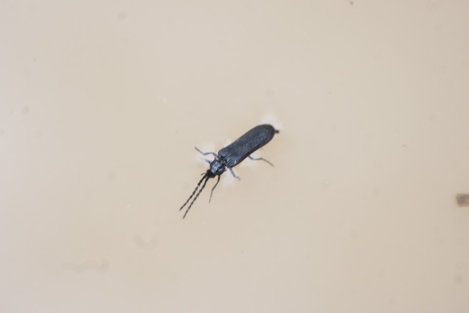Omalisus fontisbellaquaei - közönséges álhajnalbogár