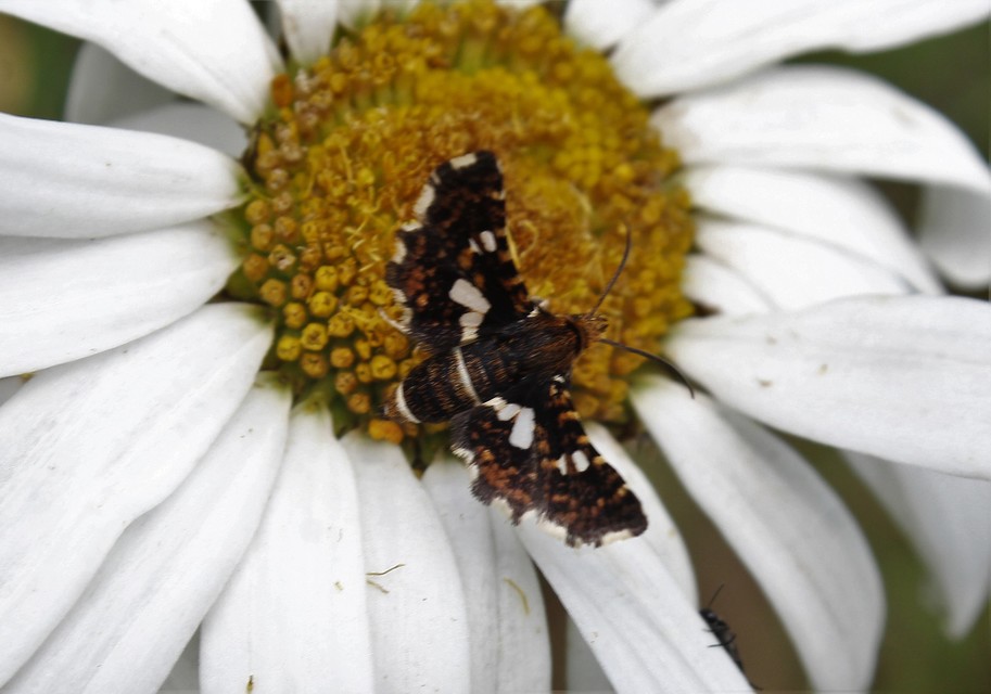 Thyris fenestrella - gyakori ablakosmoly
