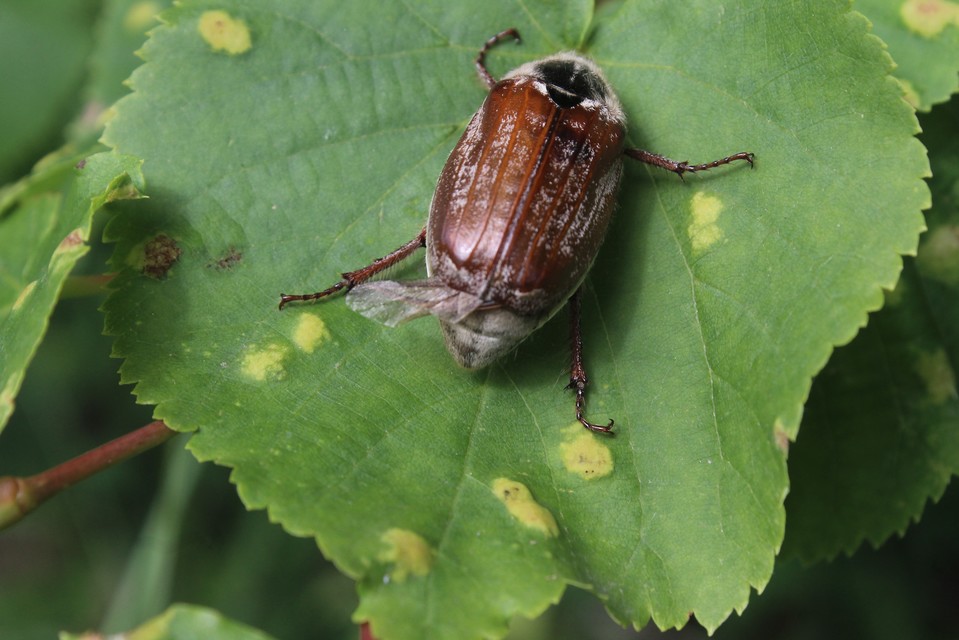 Melolontha pectoralis - hamvas cserebogár