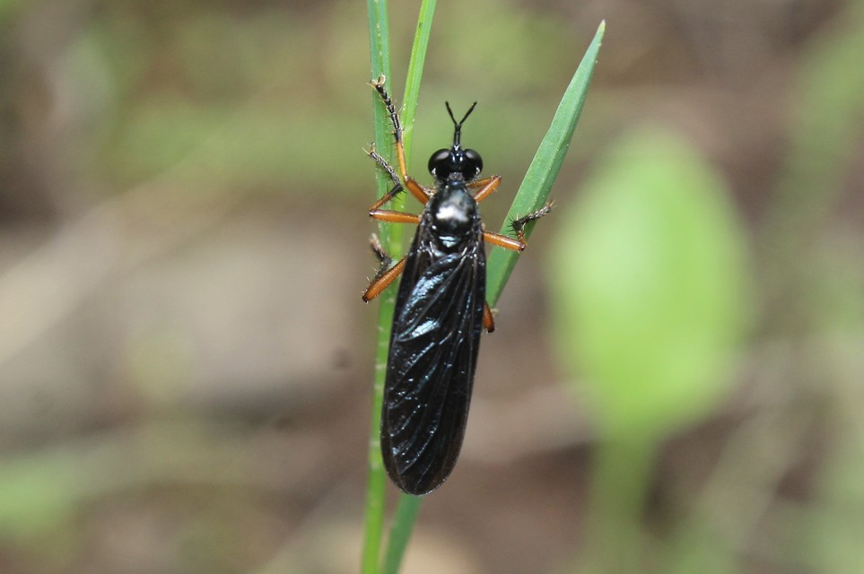 Dioctria oelandica - piroslábú héjalégy