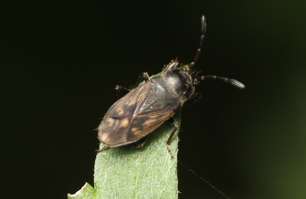 Megalonotus