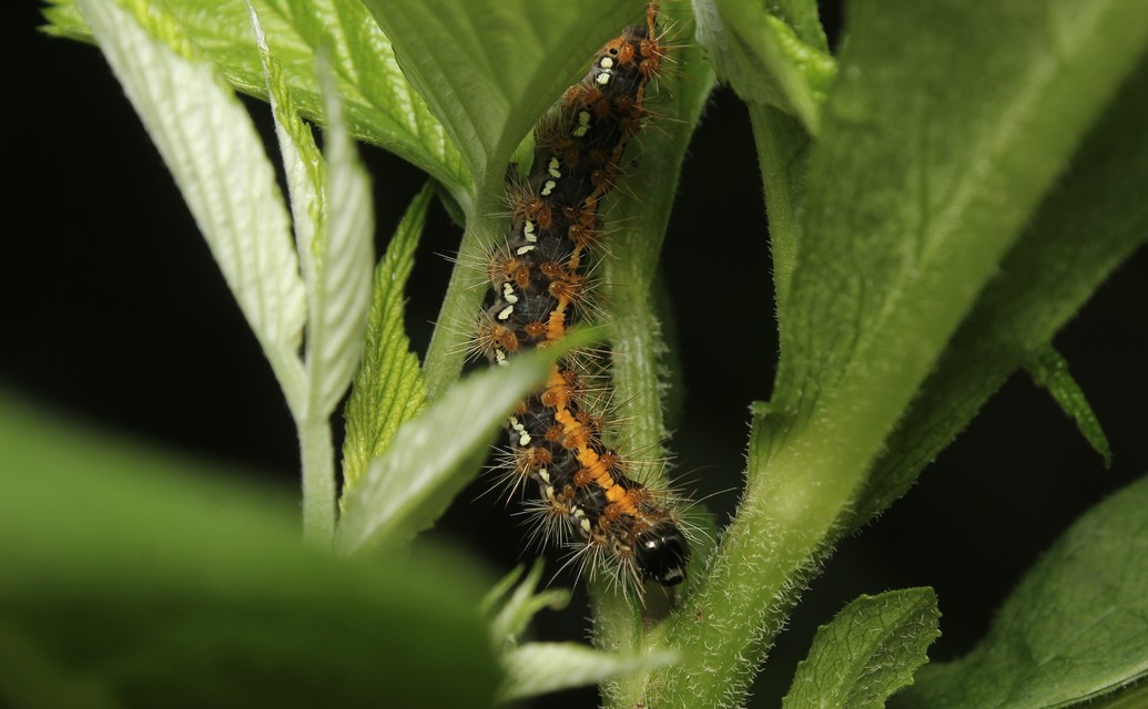 Euplagia quadripunctaria - csíkos medvelepke