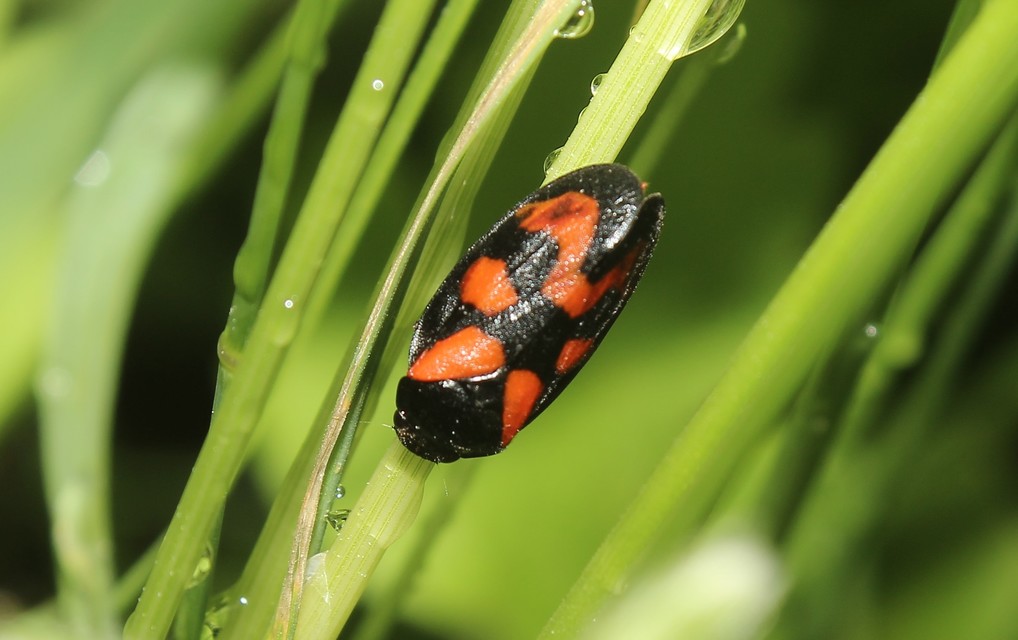 Cercopis vulnerata