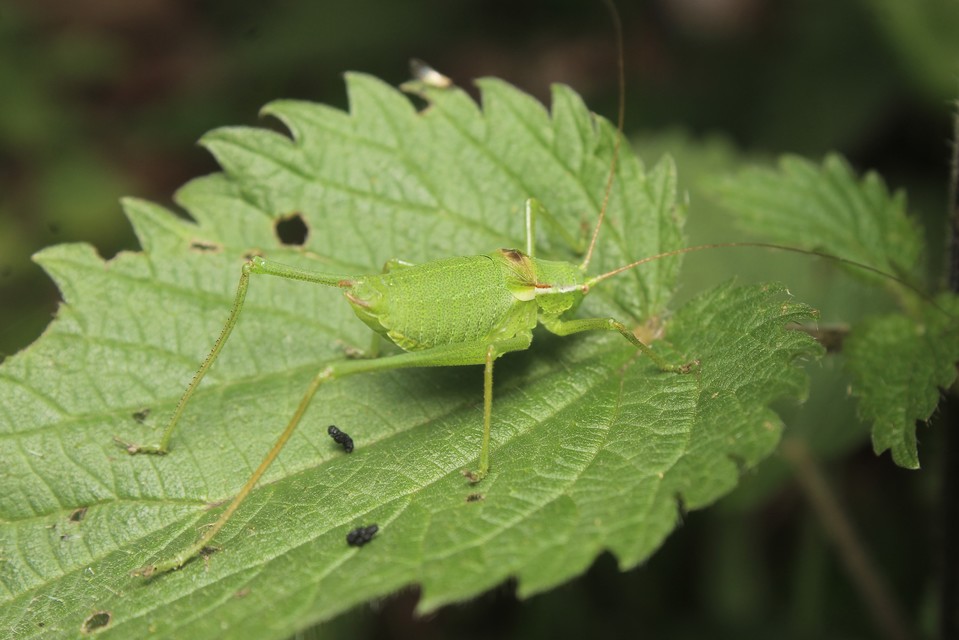 Isophya kraussii - erdei tarsza