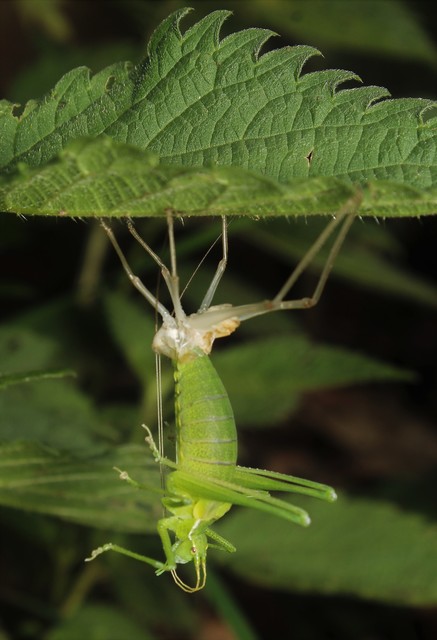Barbitistes constrictus - északi málnaszöcske