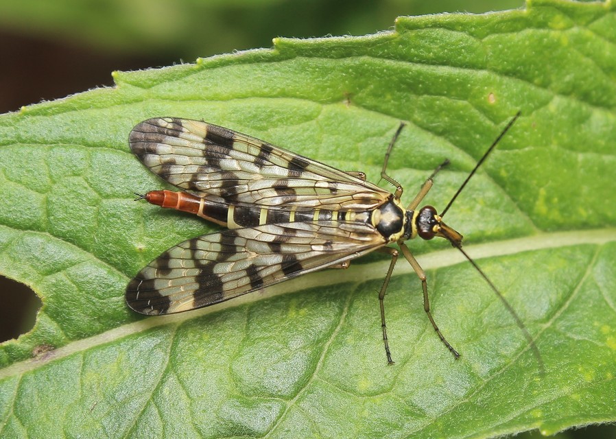 Panorpa vulgaris